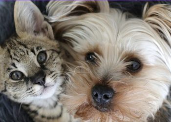 pets