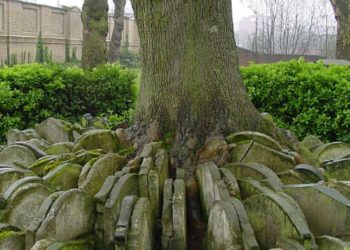 The Mysterious Ash Tree - Beware or Befriend? cover