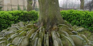 The Mysterious Ash Tree - Beware or Befriend? cover