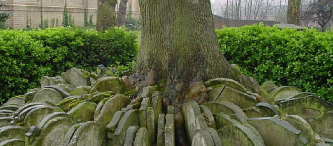 The Mysterious Ash Tree - Beware or Befriend? cover